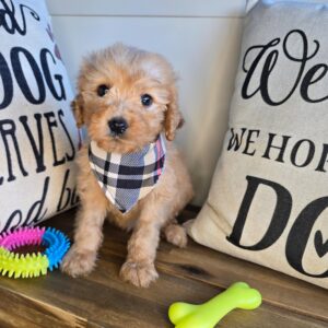Bobbie Goldendoodle 01