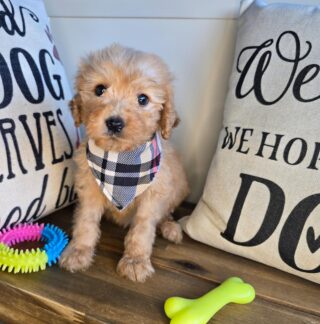Bobbie Goldendoodle 01