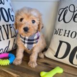 Bobbie Goldendoodle 02