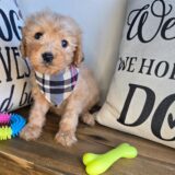 Bobbie Goldendoodle 04