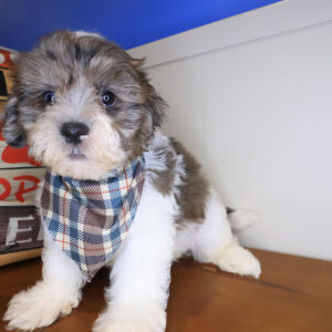Boomer Shihpoo 01