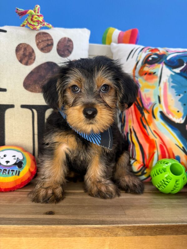 Boomerang Yorkshire Terrier 01