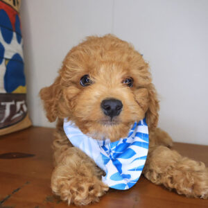Boss Poodle 01