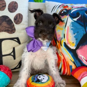 Cali Schnauzer 01