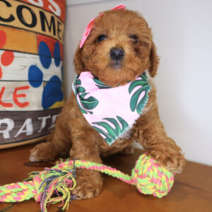 Camilla Poodle 01