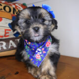 Candy Shorkie 01