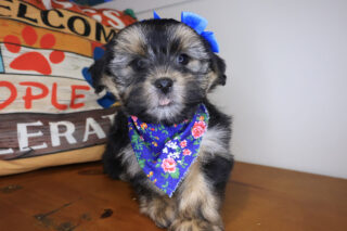 Candy Shorkie 01