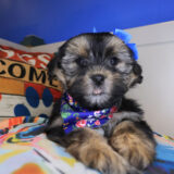 Candy Shorkie 02