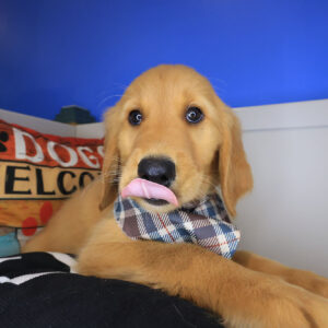 Casanova Golden Retriever 01