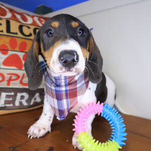 Cedar Dachshund 01