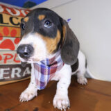 Cedar Dachshund 04
