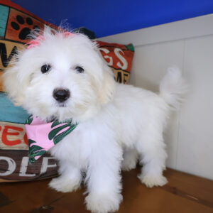 Chanel Maltipoo 01