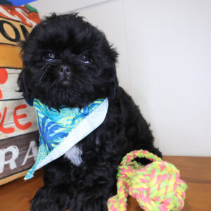Chase Shih Tzu 01