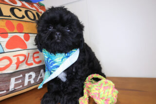 Chase Shih Tzu 01