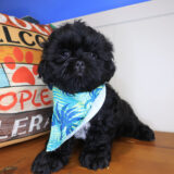 Chase Shih Tzu 03