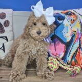 Chomp Goldendoodle 02