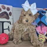 Chomp Goldendoodle 03