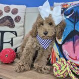 Chomp Goldendoodle 04