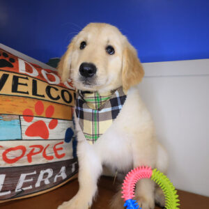 Cisco Golden Retriever 01