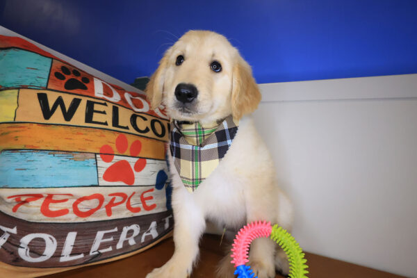 Cisco Golden Retriever 01