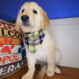 Cisco Golden Retriever 04