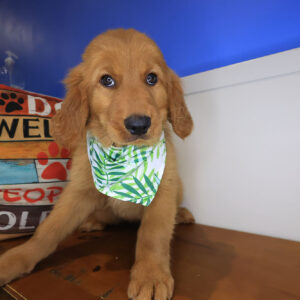 Cohen Golden Retriever 01