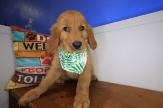 Cohen Golden Retriever 01