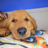 Cohen Golden Retriever 02