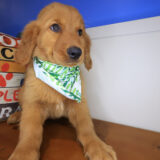 Cohen Golden Retriever 03