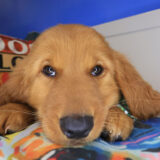 Cohen Golden Retriever 04