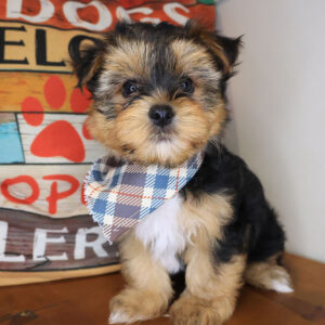 Coleman Yorkshire Terrier 01