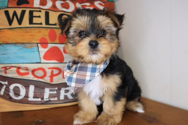 Coleman Yorkshire Terrier 01