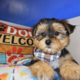 Coleman Yorkshire Terrier 02