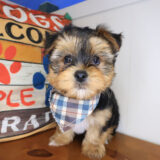 Coleman Yorkshire Terrier 03
