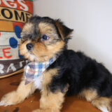 Coleman Yorkshire Terrier 04
