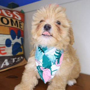 Coraline Maltipoo 01