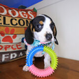 Cupcake Dachshund 01 Cupcake Dachshund 01