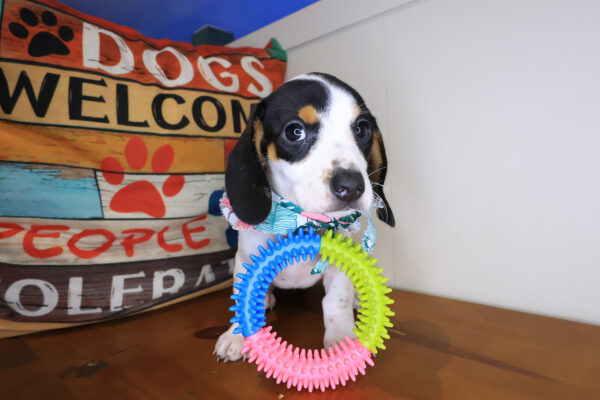 Cupcake Dachshund 01 Cupcake Dachshund 01