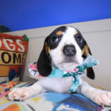 Cupcake Dachshund 02 Cupcake Dachshund 02