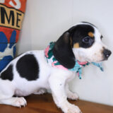 Cupcake Dachshund 04 Cupcake Dachshund 04