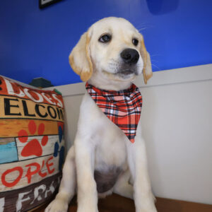 Czar Labrador Retriever 01