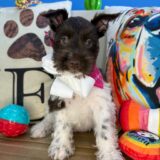 Dainty Schnauzer 01
