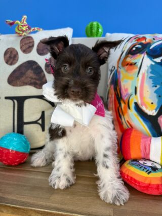 Dainty Schnauzer 01