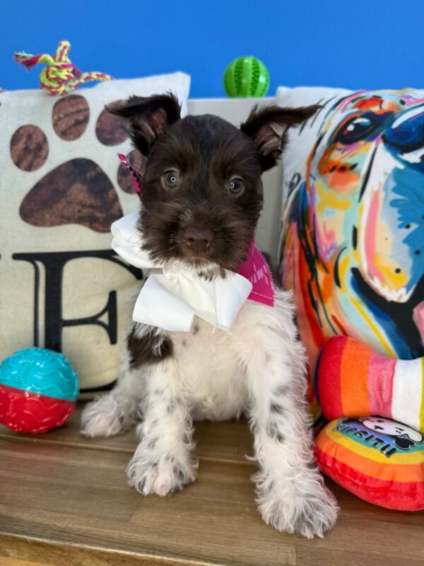 Dainty Schnauzer 01