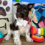 Dainty Schnauzer 02