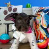 Dainty Schnauzer 03