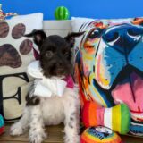 Dainty Schnauzer 04