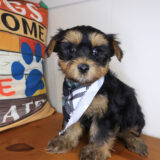 Dante Morkie 01