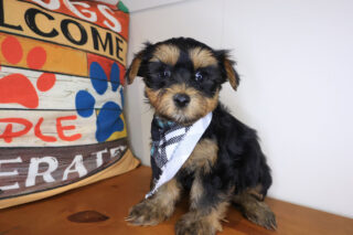 Dante Morkie 01
