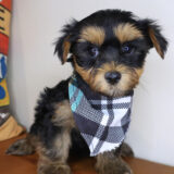 Dante Morkie 02